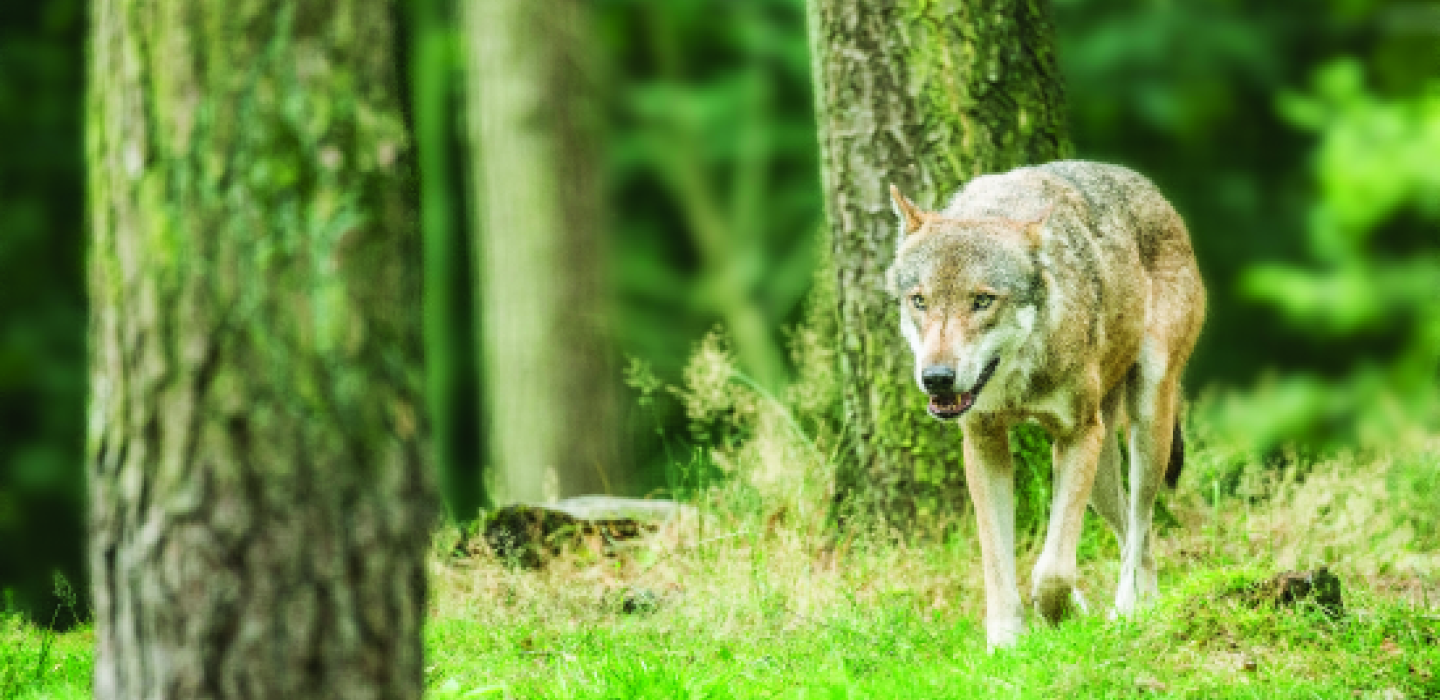 De wolf is terug in ons land | Wolven in Nederland